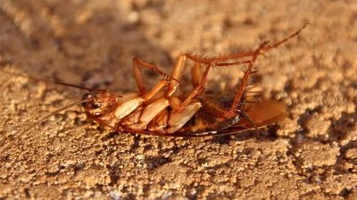 Κατσαρίδες τέλος: Με μόλις μια κουταλιά θα τις εξαφανίσεις για μήνες από το μπάνιο σου