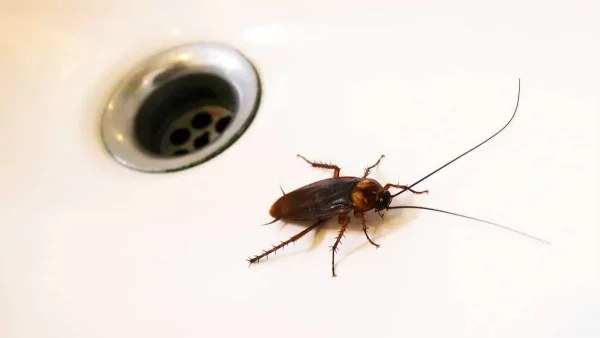 Απίστευτο κόλπο: Εξαφανίστε τις κατσαρίδες από το σπίτι χρησιμοποιώντας το ρόφημα που πίνουμε όλοι καθημερινά