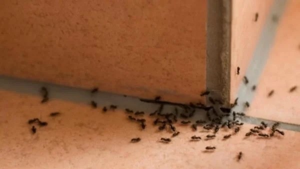 Ταλαιπωρείστε με τα μυρμήγκια ακόμη και στο καταχείμωνο; Το σούπερ κόλπο για να τα εξαφανίσετε