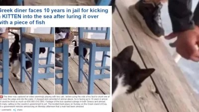Η κακοποίηση της γάτας έγινε θέμα στην Daily Mail - Τι αναφέρει το δημοσίευμα