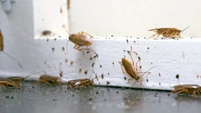 Θα εξαφανίσετε μια και καλή τις κατσαρίδες - Το κόλπο με την μαγειρική σόδα που θα σας σώσει