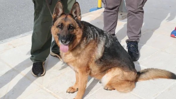 Λαμία: Ξαφνική επίθεση σκύλου σε άνδρα