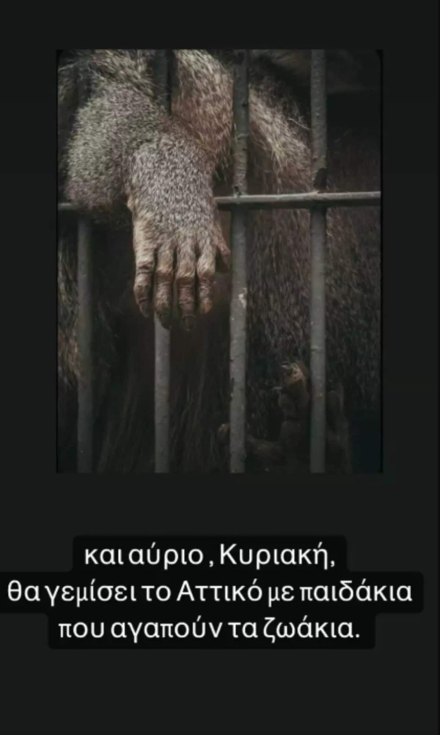 Το ξέσπασμα Τσάνταλη & Κούρκουλου με την θανάτωση ενός χιμπατζή στο Αττικό Ζωολογικό Πάρκο 3