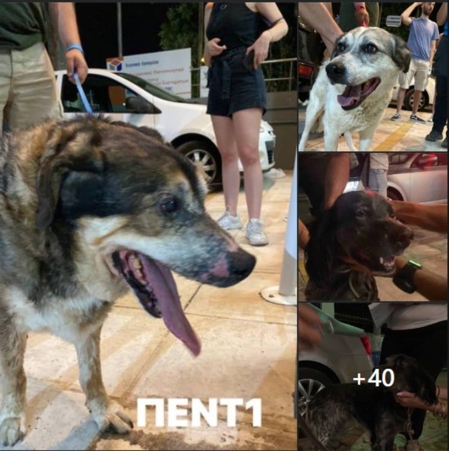 Φωτιά Πεντέλη - Dog's Voice
