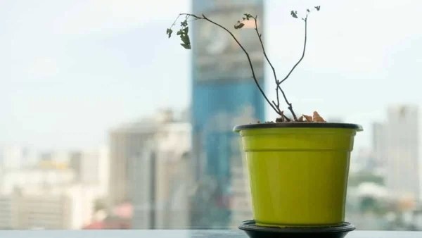 Έτσι θα "αναστήσετε" τα φυτά σας - Ποτίστε τα μόνο όταν...