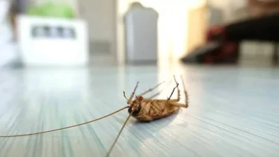 Πασπάλισε στα σημεία που βγαίνουν κατσαρίδες, μαγειρική σόδα και... - Το μείγμα θαύμα για να τις εξοντώσεις