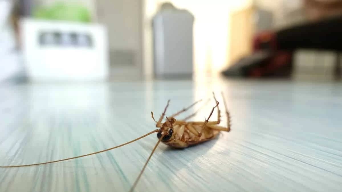 Πασπάλισε στα σημεία που βγαίνουν κατσαρίδες, μαγειρική σόδα και... - Το μείγμα θαύμα για να τις εξοντώσεις