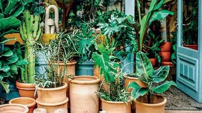 Βοηθά μέχρι και στους πόνους στο στομάχι - Το θαυματουργό φυτό γνωστό για τις μυοχαλαρωτικές του ιδιότητες