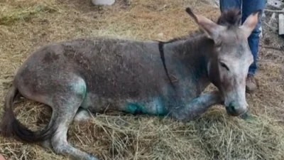Κακοποίηση γαϊδάρου στη Ζίτσα: Ολοκληρώθηκε η ευθανασία του άτυχου ζώου
