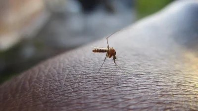 Ο ένας είναι το λεμόνι - Τα 5 μυστικά για να εξαφανίσετε τα κουνούπια με φυσικό τρόπο