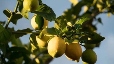 Τέλος στις χημικές δίαιτες - Το κόλπο με λεμόνι για την απώλεια βάρους