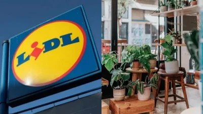 Στα Lidl το «φυτό της προσευχής» - Δε θα χωράνε τα καρότσια στους διαδρόμους