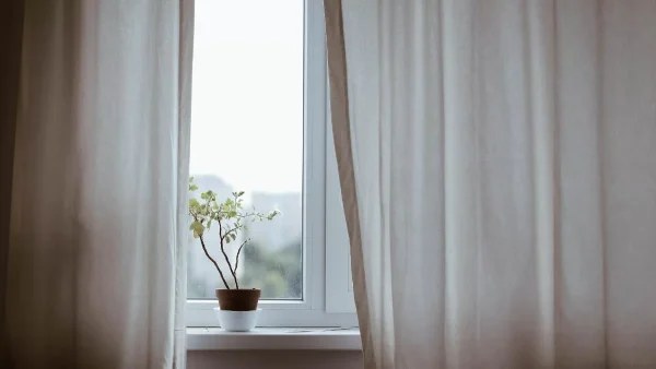 Το φυτό για τις γεοροντοκόρες - Σύμφωνα με το Feng Shui βοηθάει να βρεις σύντροφο