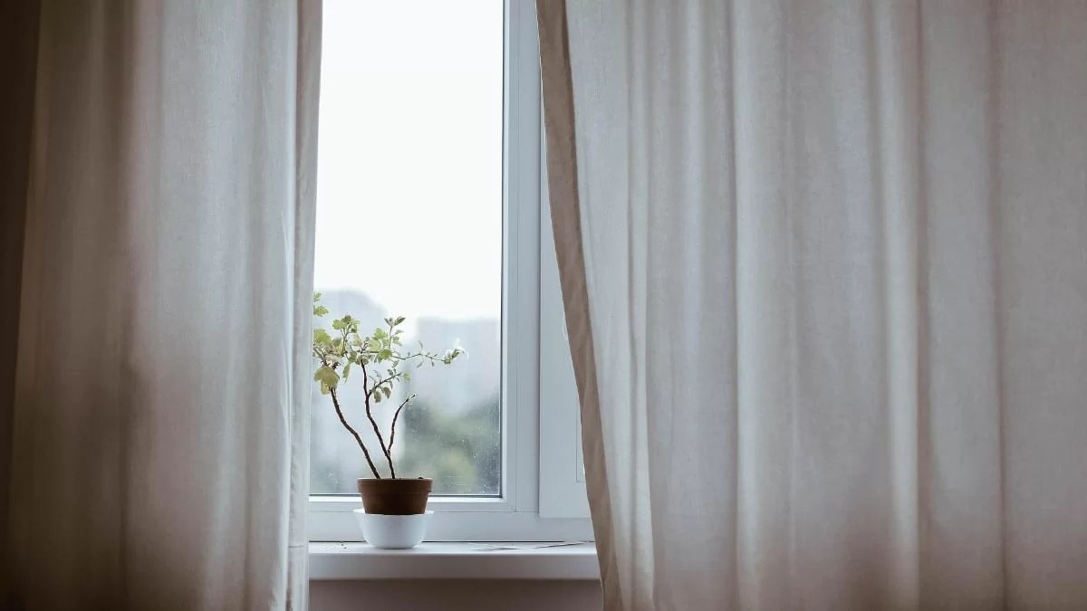 Το φυτό για τις γεοροντοκόρες - Σύμφωνα με το Feng Shui βοηθάει να βρεις σύντροφο