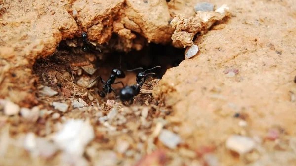 Εξαφάνισε τα μυρμήγκια από την κουζίνα σου μόνο με μαγειρική σόδα και… - Το κόλπο που θα σου λύσει τα χέρια
