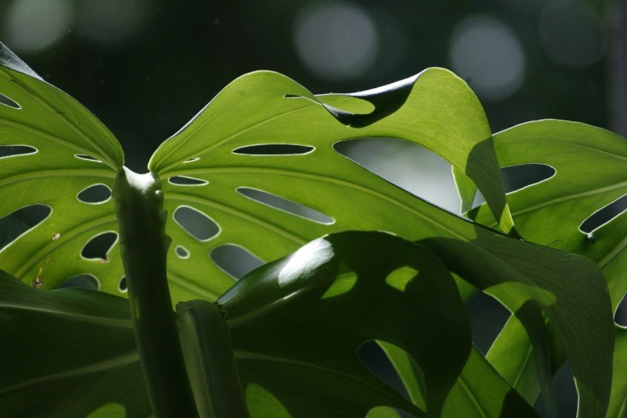Monstera Feng Shui ερωτική ζωή