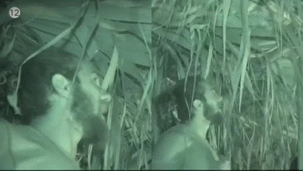 Survivor All Star: «Ποιος ψηφίζει να το φάμε;» - Ο νόστιμος "επισκέπτης" στην καλύβα των Διασήμων