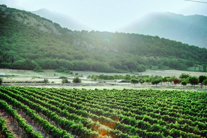 Meteoro Winery – Distillery: Τα κρασιά που αποσπούν συνεχόμενες διακρίσεις σε διεθνείς και εγχώριους διαγωνισμούς