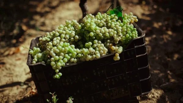 Meteoro Winery – Distillery: Τα κρασιά που αποσπούν συνεχόμενες διακρίσεις σε διεθνείς και εγχώριους διαγωνισμούς