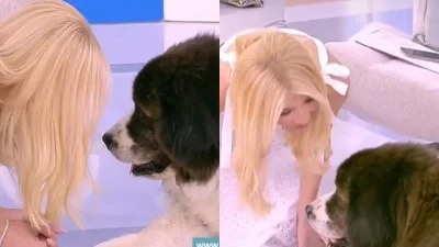 «Να με κοιτάξεις, έστω και άγρια» - Η επική ατάκα της Φαίης Σκορδά για το σκύλο που εισέβαλε στο πλατό της