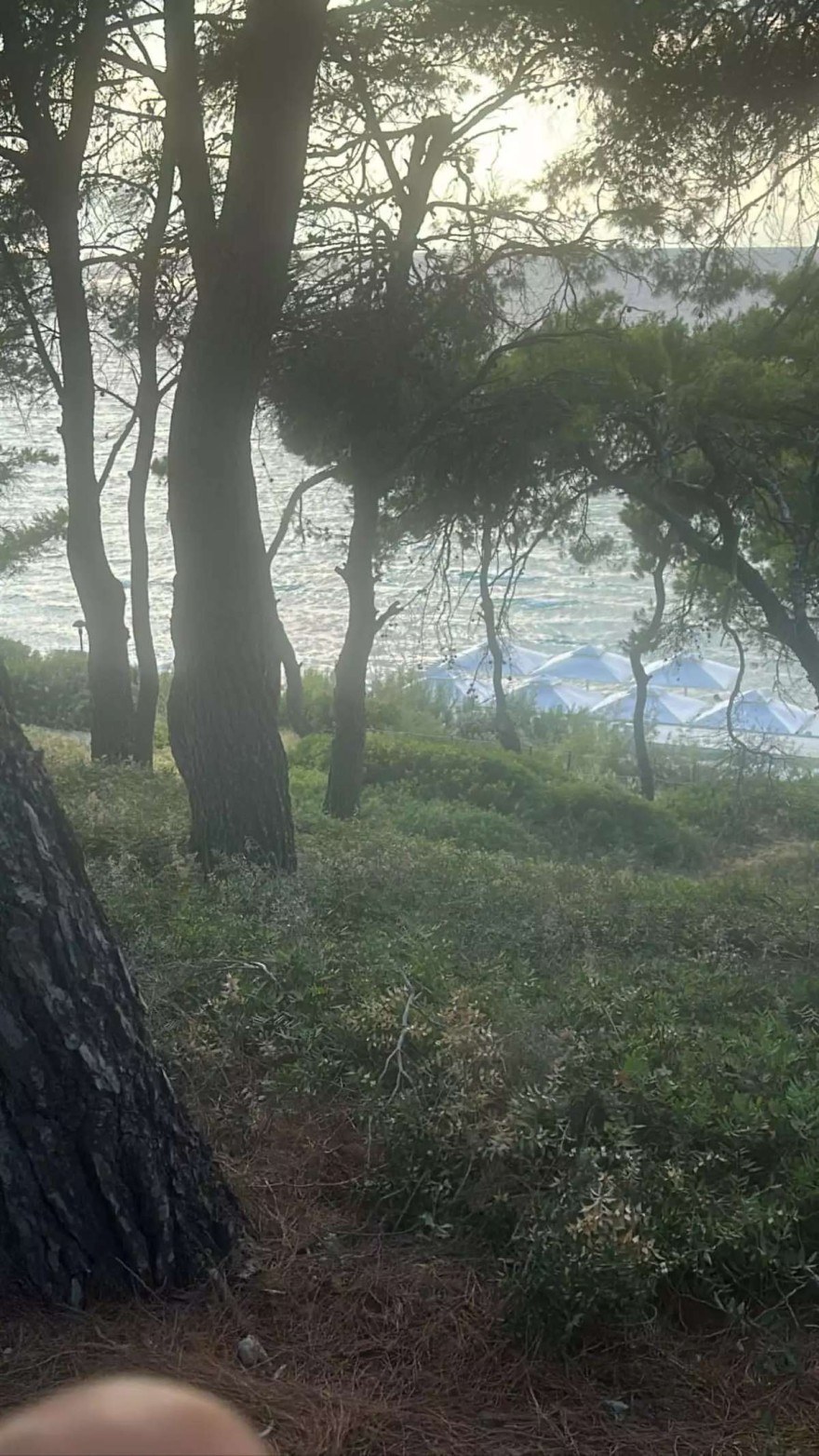 Φαίη Σκορδά Χαλκιδική