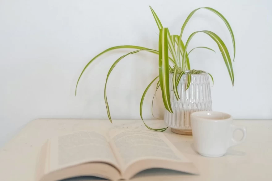 Chlorophytum comosum φυτό