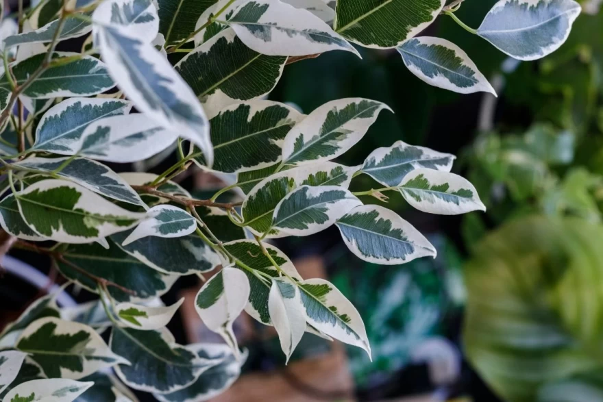 Ficus benjamina φυτό