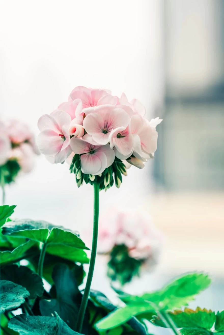 Geranium