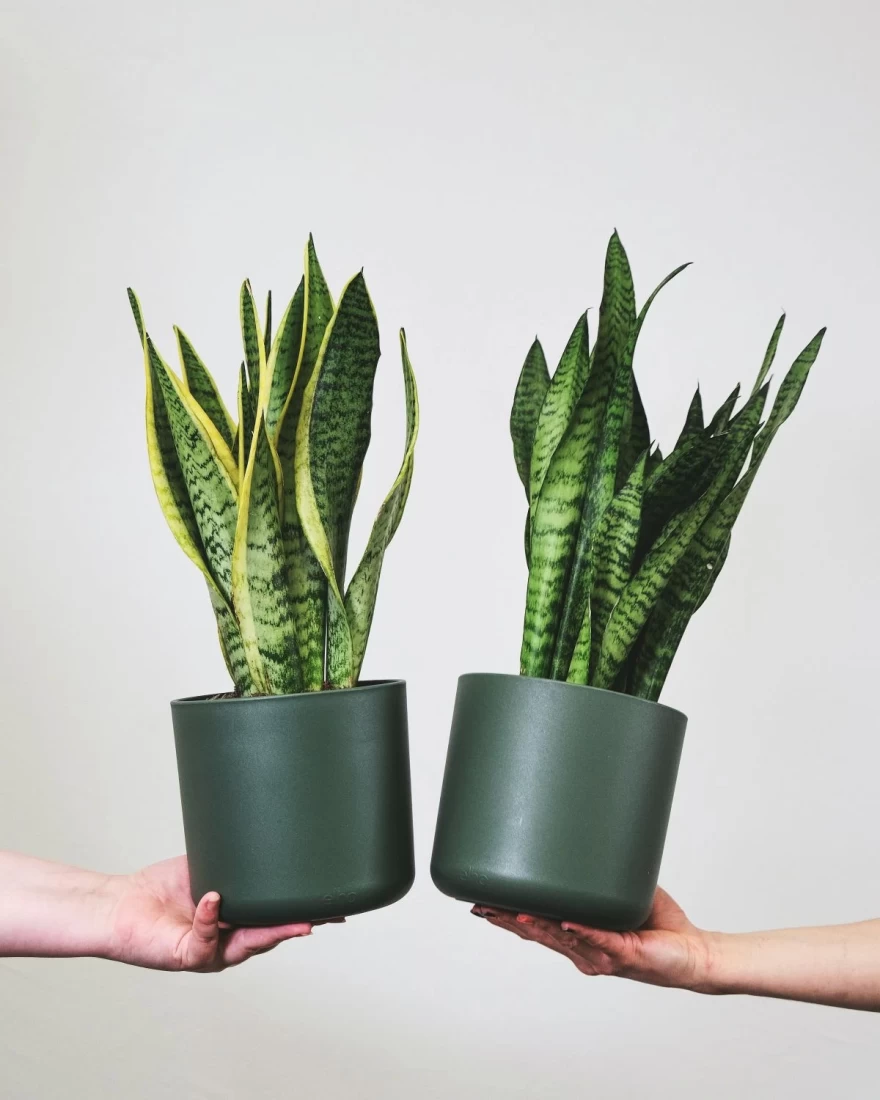 Sansevieria trifasciata φυτό
