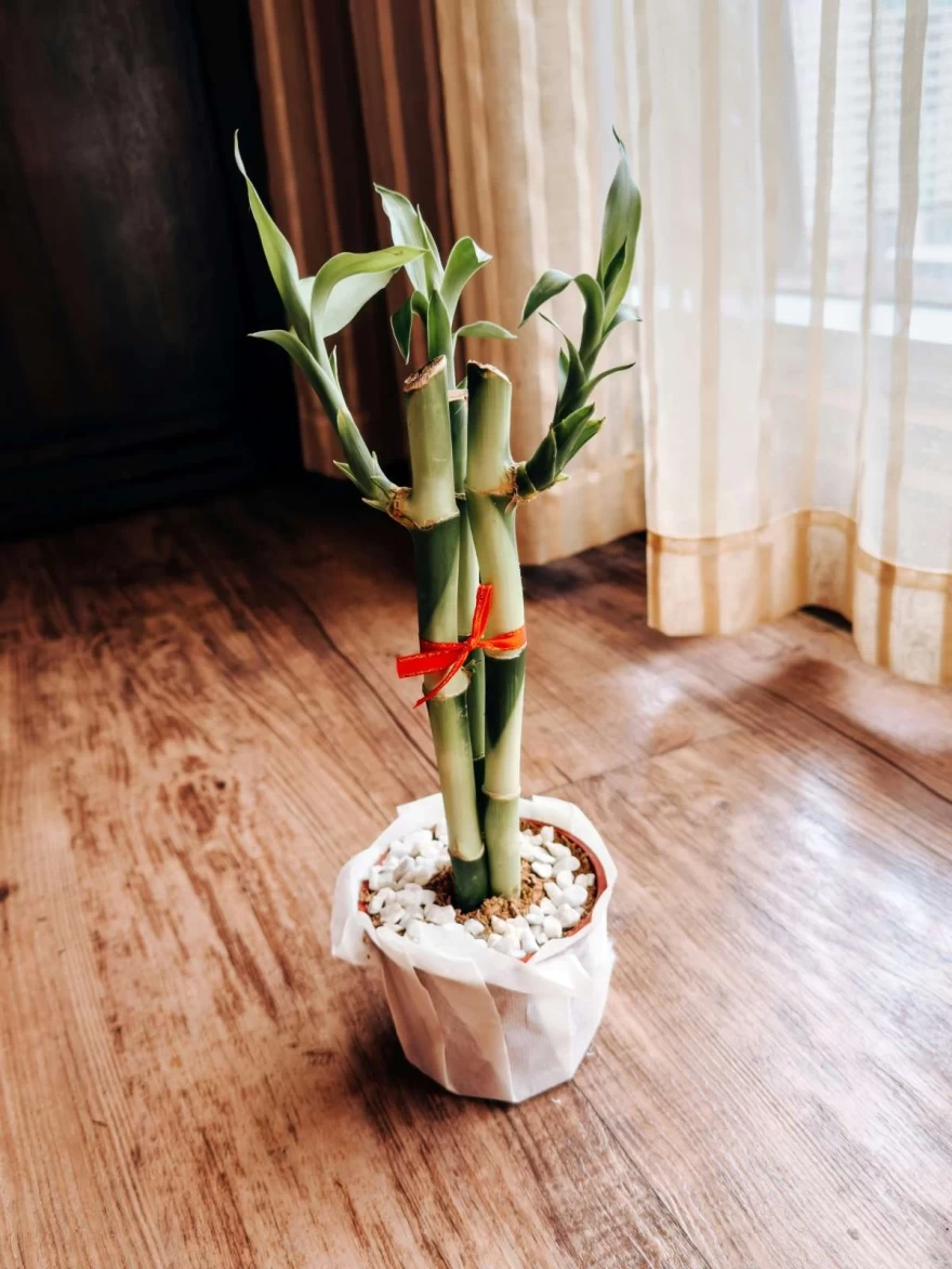 Lucky μπαμπού Feng Shui