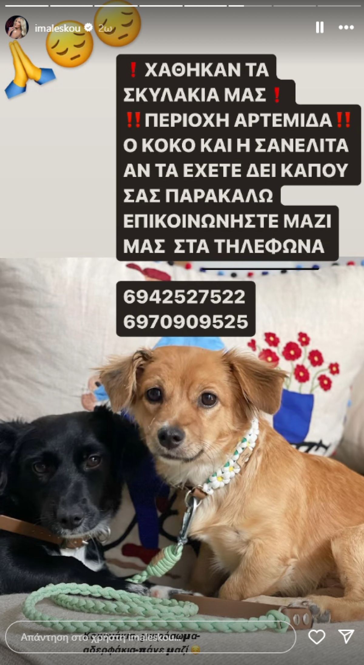Η ανάρτησητης Ιωάννας Μαλέσκου για τα σκυλιά ης που χάθηκαν