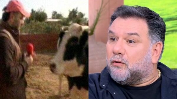 Ο Γρηγόρης με την αγελάδα