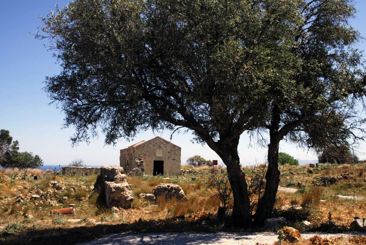 Ελαιώνες Κως