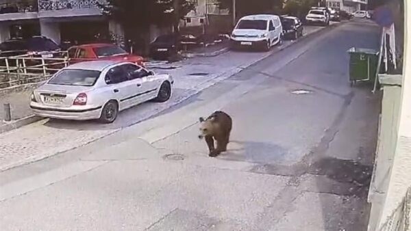 Μια αρκούδα κάνει βόλτα σε δρόμο στα Γρεβενά