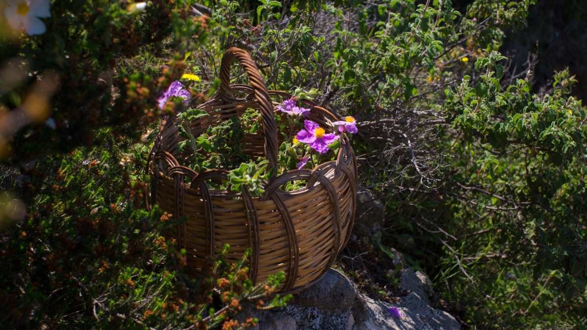 Η εύφορη κρητική γη μας προσφέρει απλόχερα τα καλούδια της
