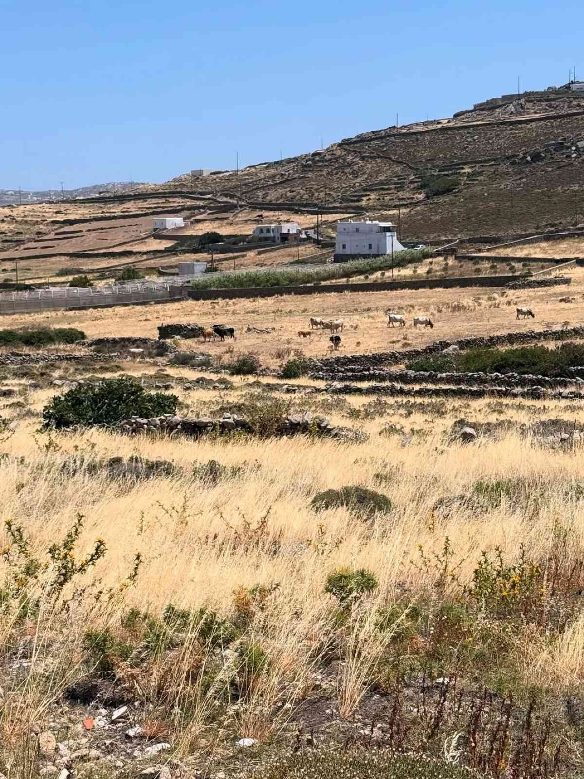 Νάνσυ Αντωνίου: Η τρυφερή ανάρτηση με τον Γρηγόρη Αρναούτογλου σε νησιώτικο ταβερνάκι