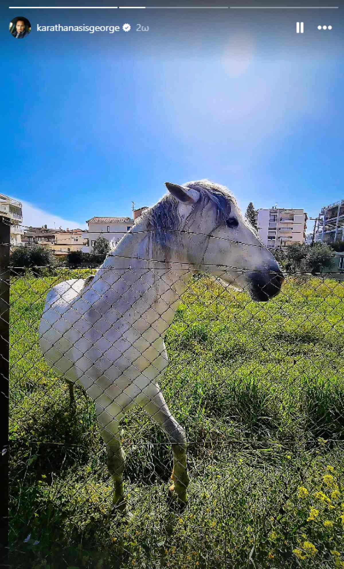 Ένα άσπρο άλογο