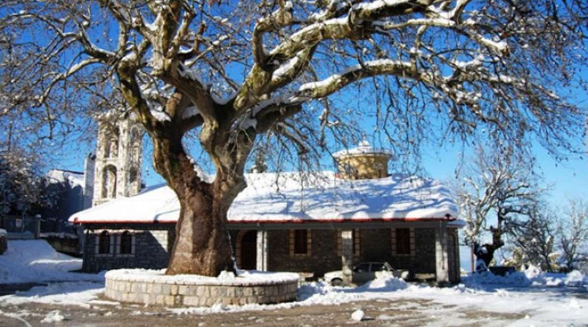 καστανιά