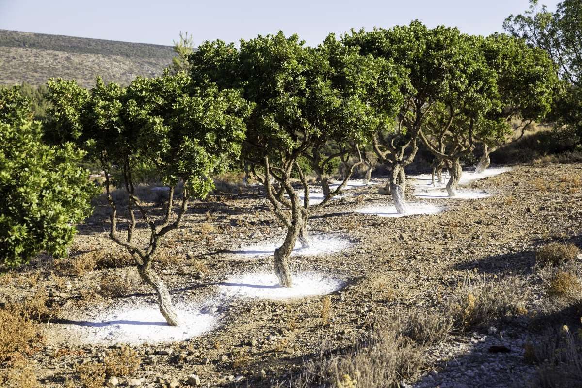 μαστιχόδεντρα