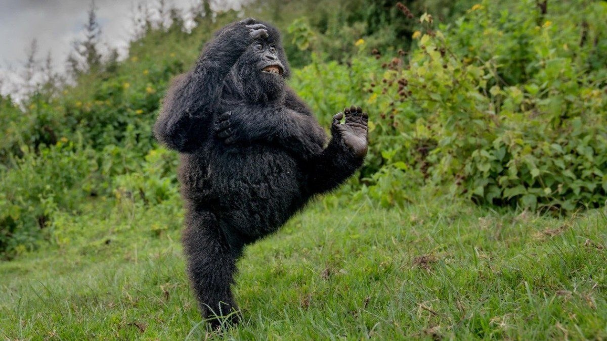 monkey