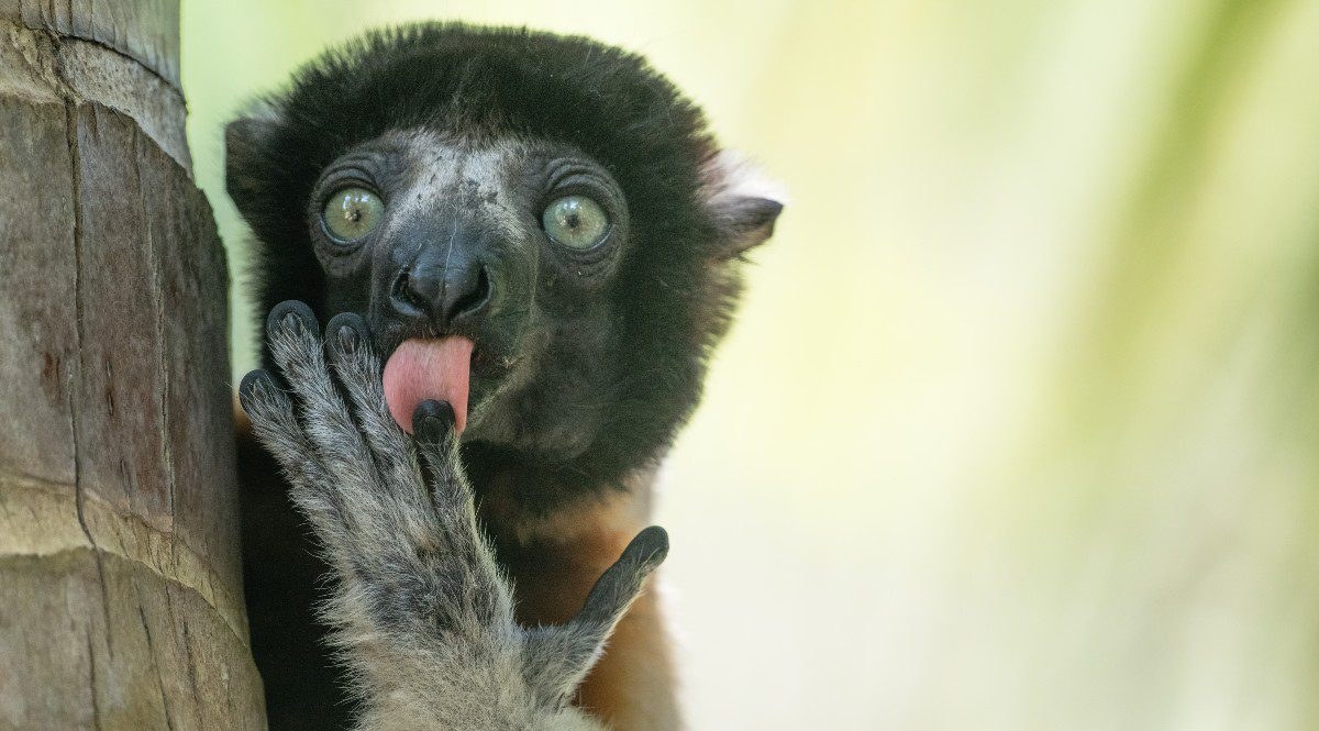 tongue