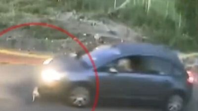 Σκύλος στη Γαστούνη