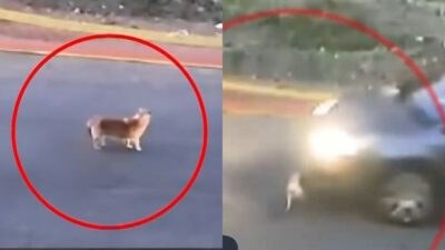 Γαστούνη: Ποιο είναι το πρόστιμο και η ποινή κάθειρξης που αντιμετωπίζει η 60χρονη για τον θάνατο της «Σίσσυ»
