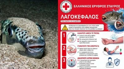 λαγοκέφαλος