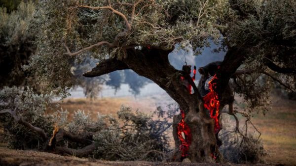 Φωτιά Κρήτη