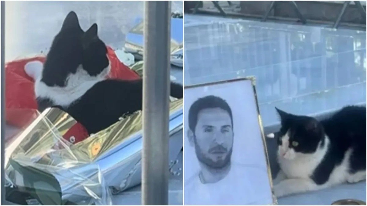 Γάτα-Μαζωνάκης