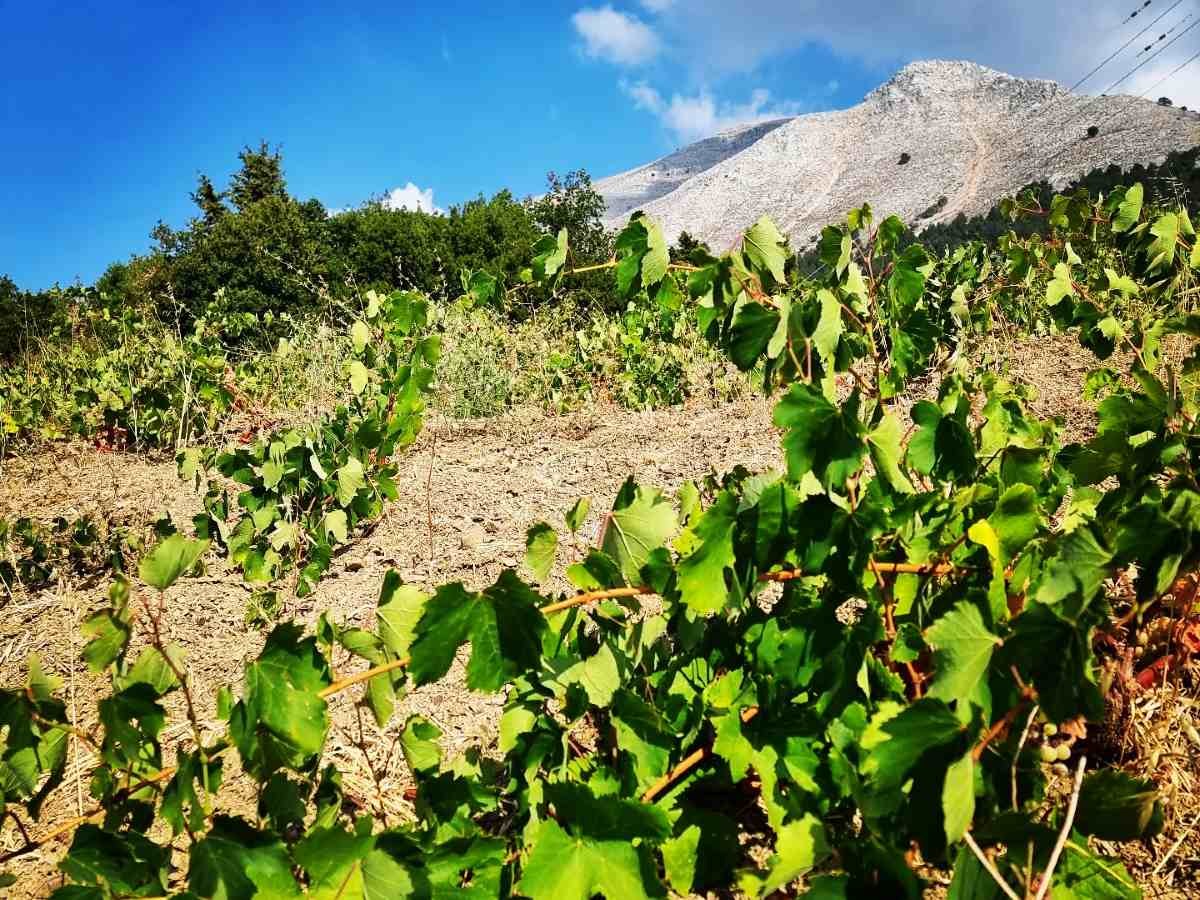 Kounaki Wines