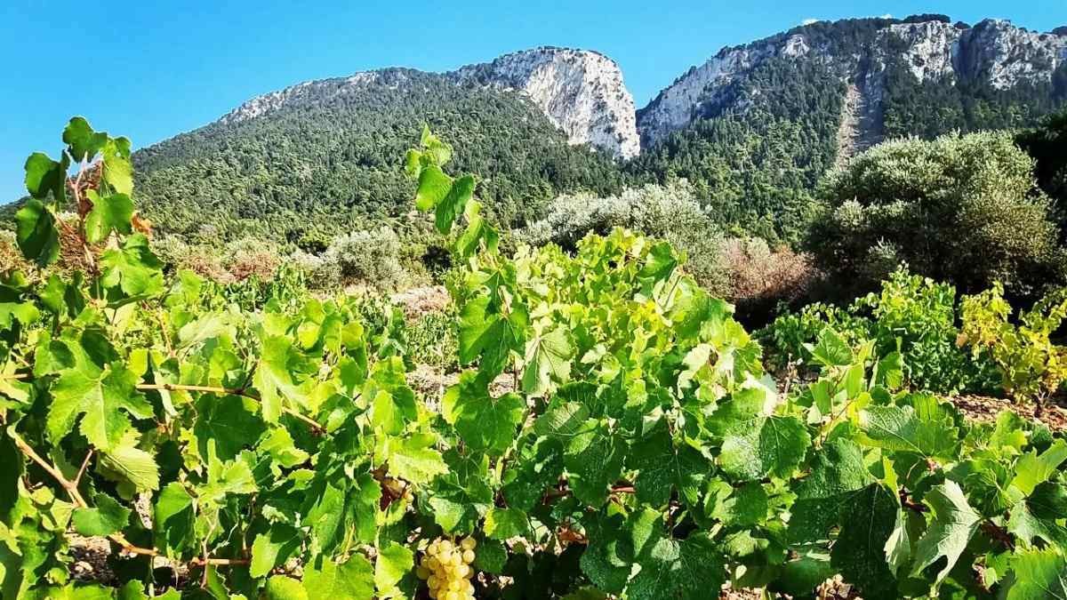 Kounaki Wines