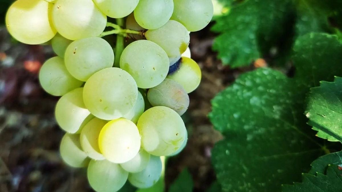 Kounaki Wines